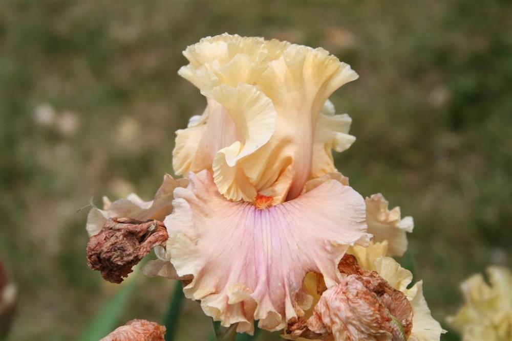 Photo of Tall Bearded Iris (Iris 'Glamazon') uploaded by KentPfeiffer