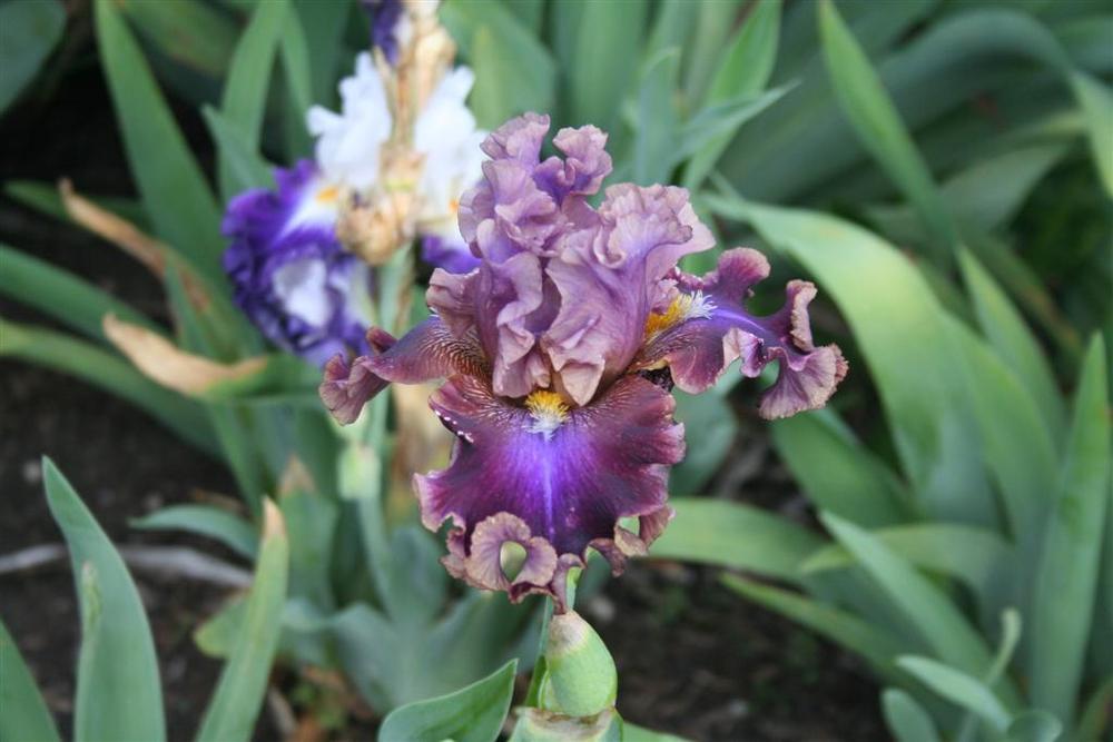 Photo of Tall Bearded Iris (Iris 'Electric Candy') uploaded by KentPfeiffer