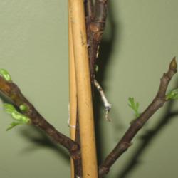 Location: Pot Collection
Date: 2014-09-03
Twigs with leaf buds emerging from dormancy