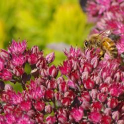 Location: My Garden, Utah
Date: 2014-09-03
#Pollination