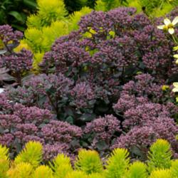 Location: My Garden, Utah
Date: 2014-08-23
'purple' buds