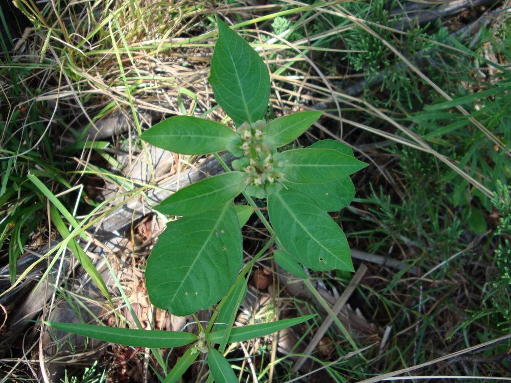 Photo of Summer Poinsettia (Euphorbia heterophylla) uploaded by flaflwrgrl