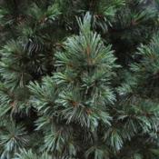 Soft needles-an evergreen that you can pet!