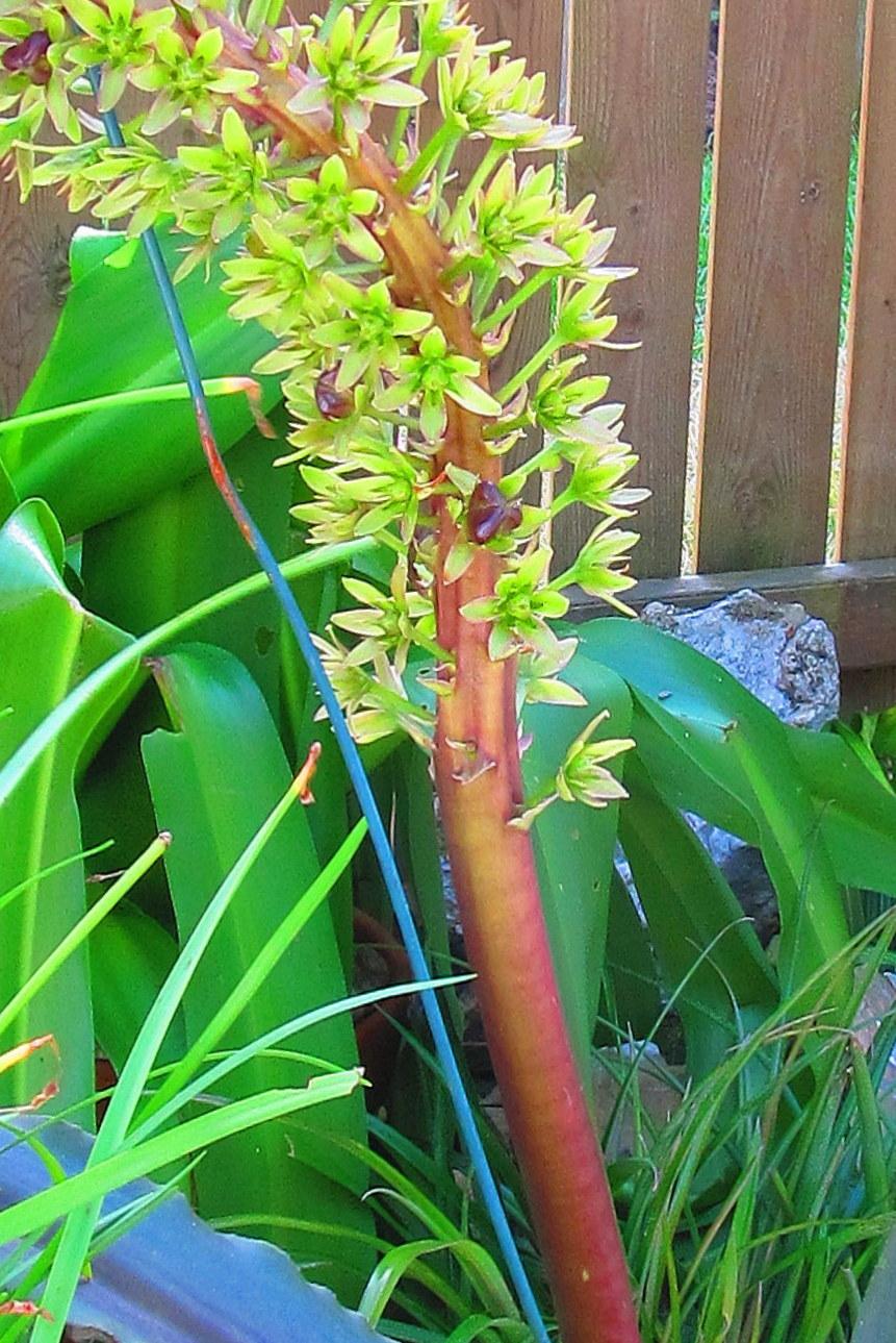 Photo of Pineapple Lily (Eucomis comosa 'Oakhurst') uploaded by jmorth