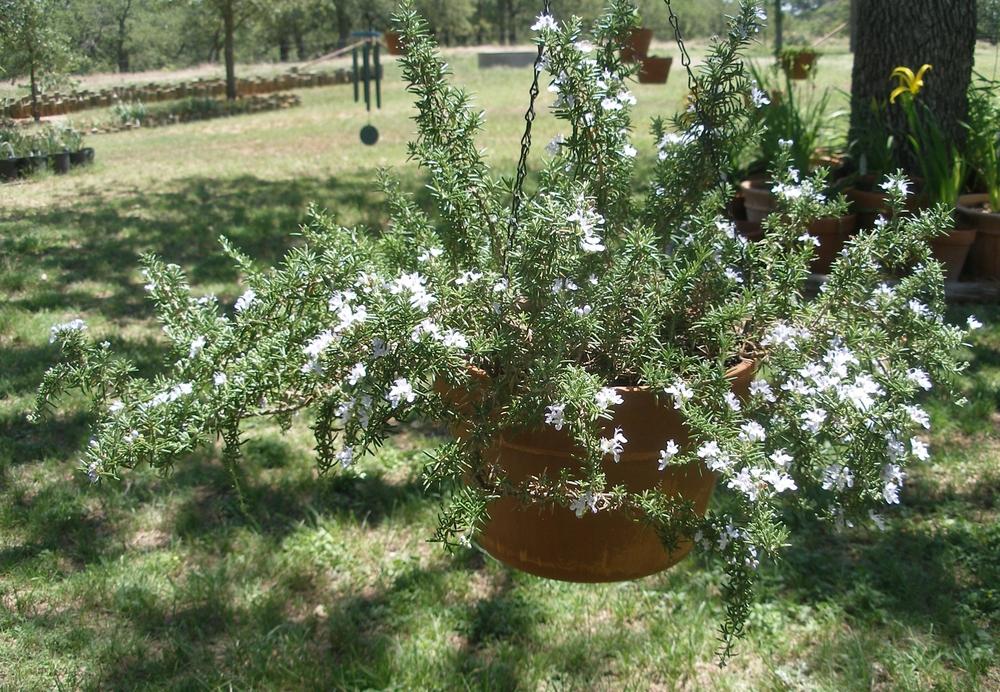 Photo of Prostrate Rosemary (Salvia rosmarinus 'Prostratus') uploaded by needrain