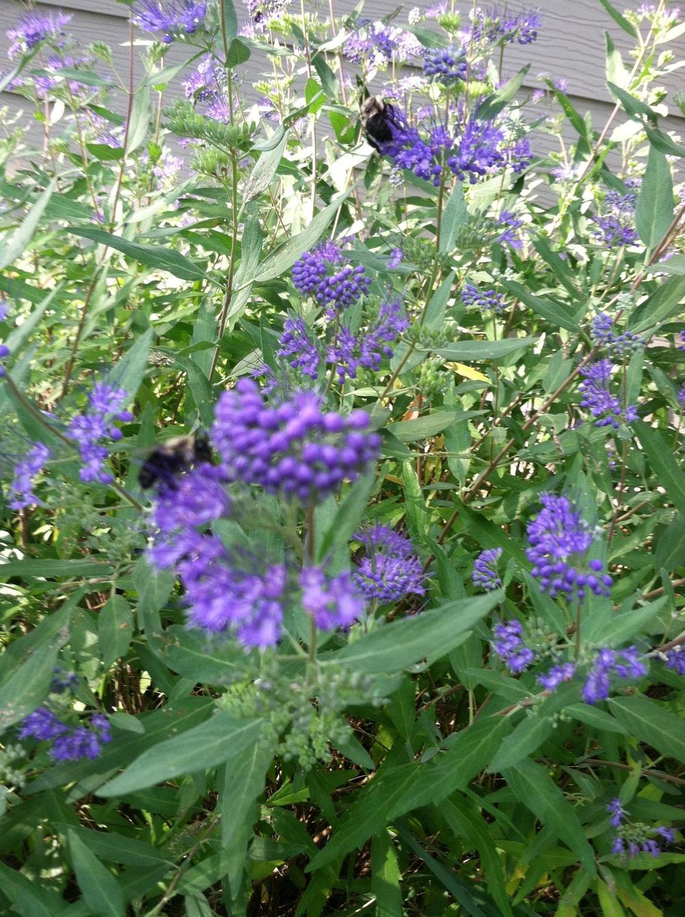 Photo of West Clandon Bluebeard (Caryopteris x clandonensis) uploaded by Anderwood