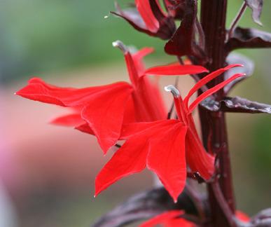 Photo of Cardinal Flower (Lobelia 'Queen Victoria') uploaded by Calif_Sue