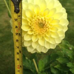 Location: The garden at Sanabria
Date: 2014-09-05
I think the bloom would be bigger grown in the ground instead of 