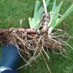 Location: The garden at Sanabria
Date: 2014-09-05
Rhizome to bake on the surface, roots down six to ten inches.