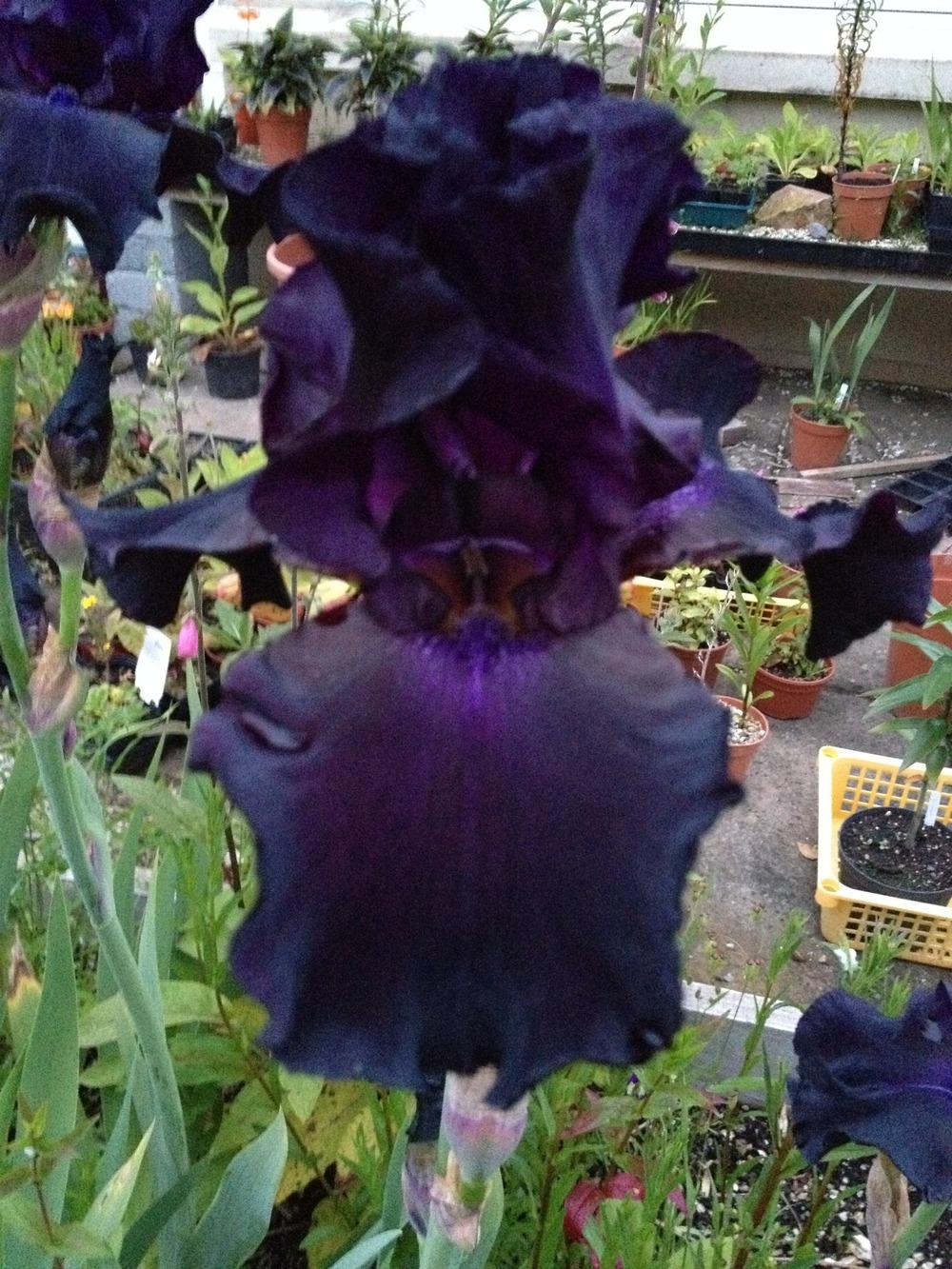 Photo of Tall Bearded Iris (Iris 'Black Dragon') uploaded by Cantillon