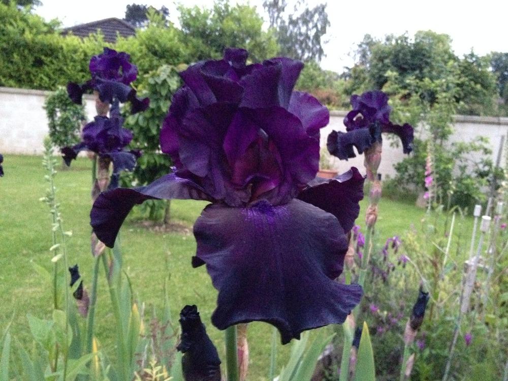 Photo of Tall Bearded Iris (Iris 'Black Dragon') uploaded by Cantillon