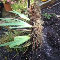 Location: The garden at Sanabria
Date: 2014-09-05
A three foot wide plate of iris roots and fans after three years.