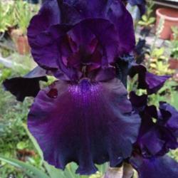 Location: The garden at Sanabria
Date: 2014-05-29
Beautiful very dark Iris, always a popular request by visitors, a
