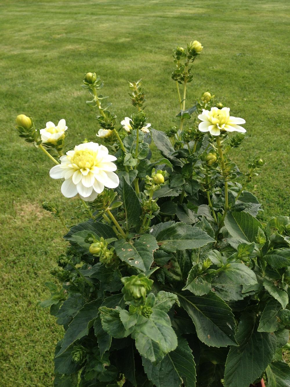 Photo of Dahlia 'Blanc y Verde' uploaded by Cantillon