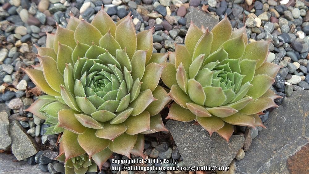 Photo of Hen and Chicks (Sempervivum 'Unicorn') uploaded by Patty