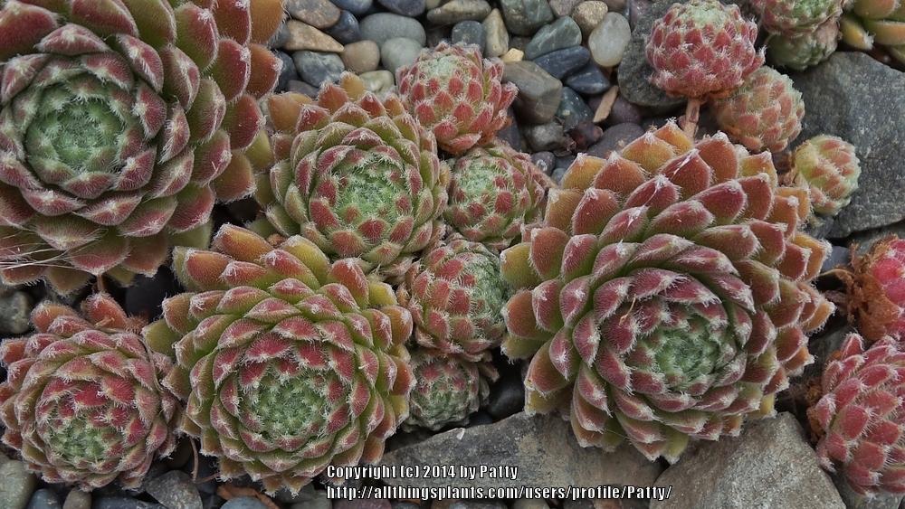 Photo of Hen and Chicks (Sempervivum 'Averil') uploaded by Patty