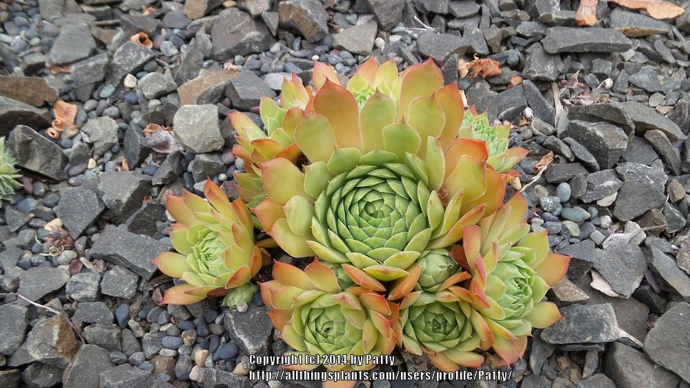 Photo of Hen and Chicks (Sempervivum 'Silver King') uploaded by Patty