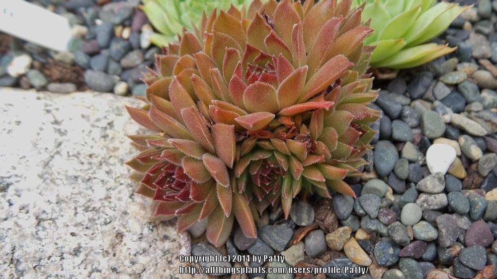 Photo of Hen and Chicks (Sempervivum 'Oh My') uploaded by Patty