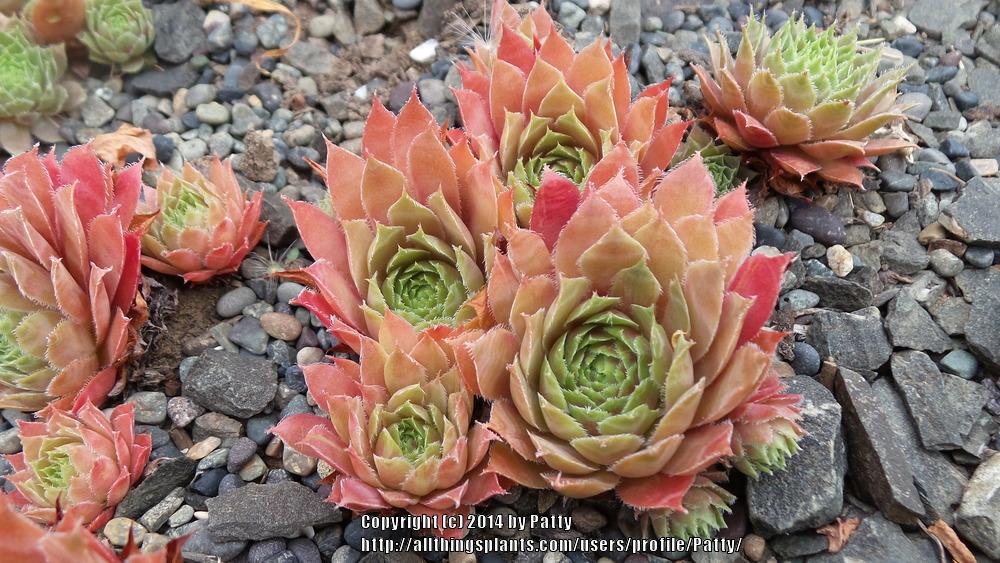 Photo of Hen and Chicks (Sempervivum 'Red Lion') uploaded by Patty