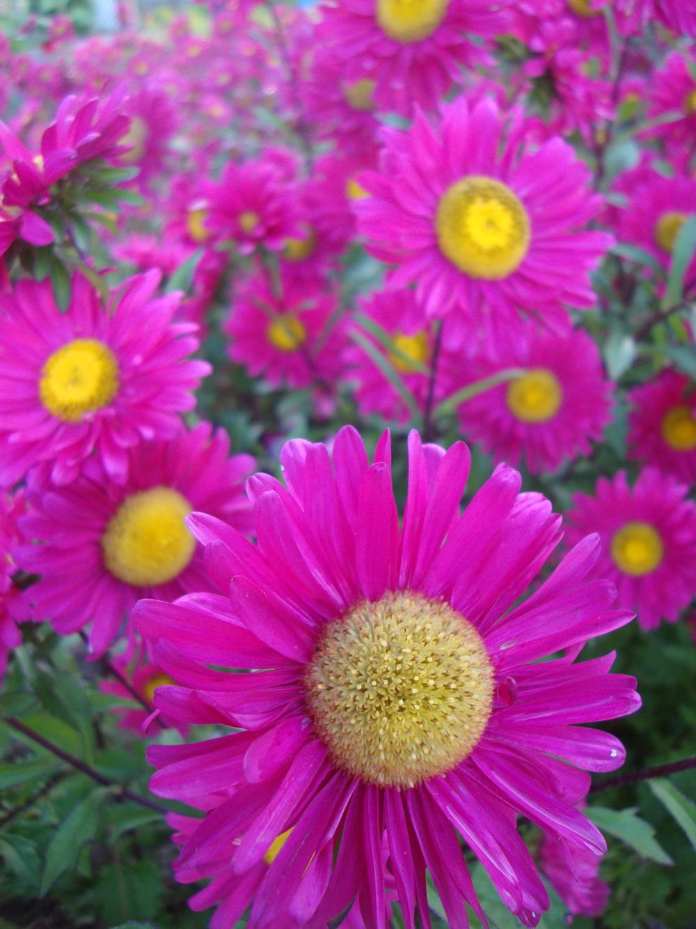 Photo of China Aster (Callistephus chinensis) uploaded by Paul2032