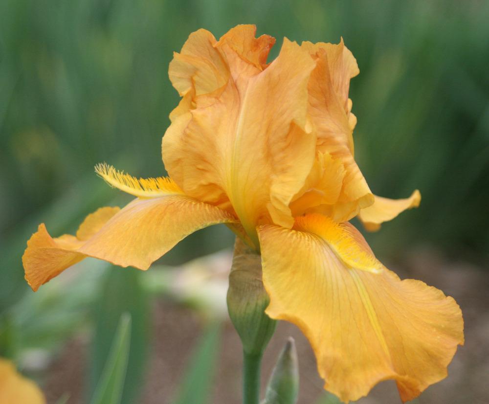 Photo of Tall Bearded Iris (Iris 'Angel's Fire') uploaded by Snork