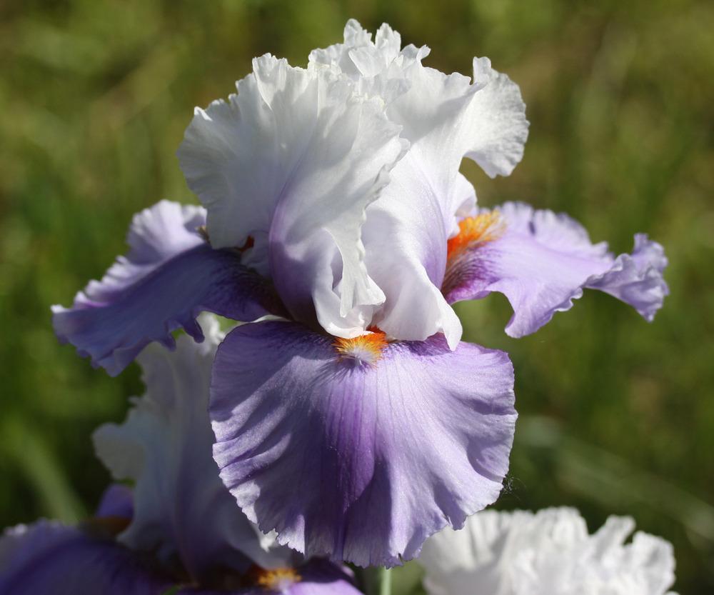 Photo of Tall Bearded Iris (Iris 'Alpine Butterfly') uploaded by Snork