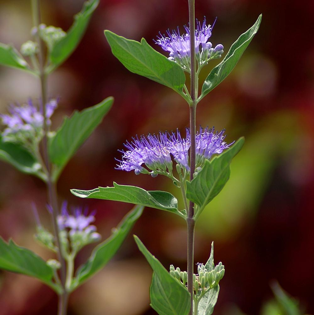 Photo of Bluebeard (Caryopteris x clandonensis 'Heavenly Blue') uploaded by dirtdorphins