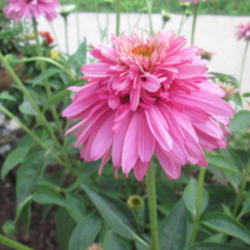 Location: Home coneflower garden...
Date: 2014-07-04
In it's third year, this was a large, tall,brilliant pink and lon