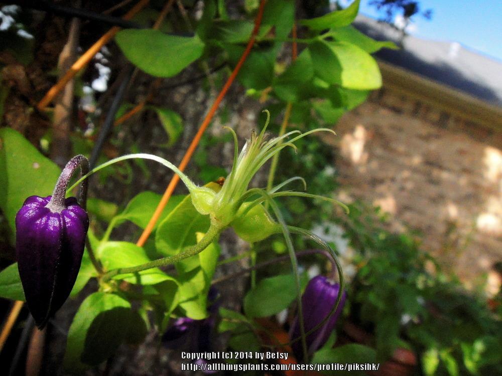 Photo of Clematis 'Roguchi' uploaded by piksihk