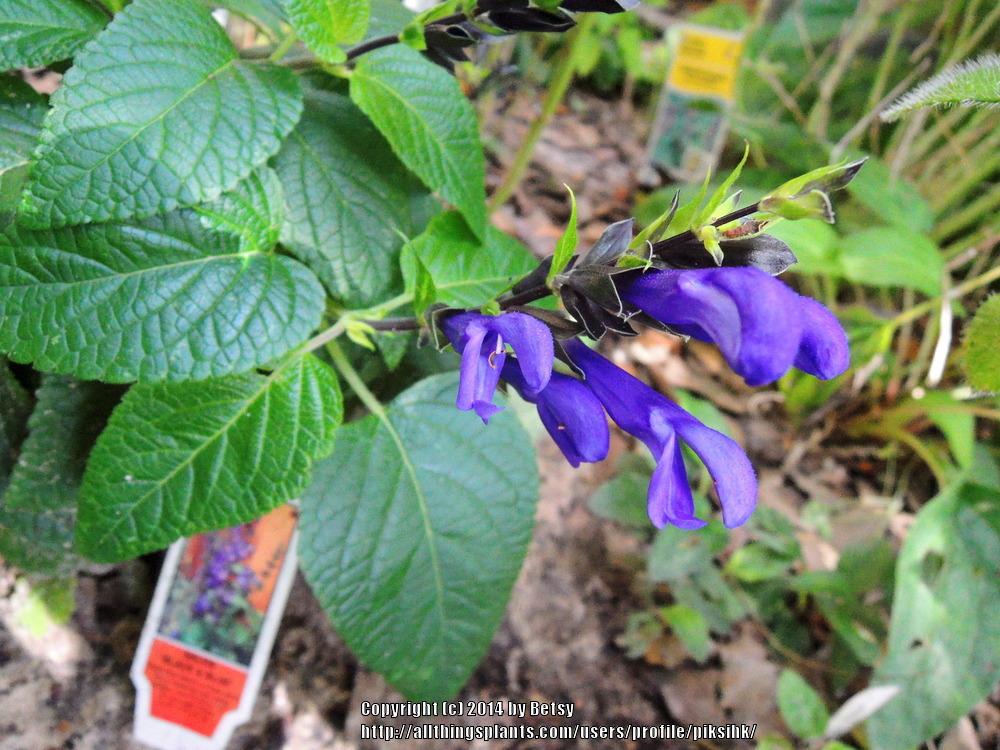 Photo of Anise-Scented Sage (Salvia coerulea 'Black and Blue') uploaded by piksihk
