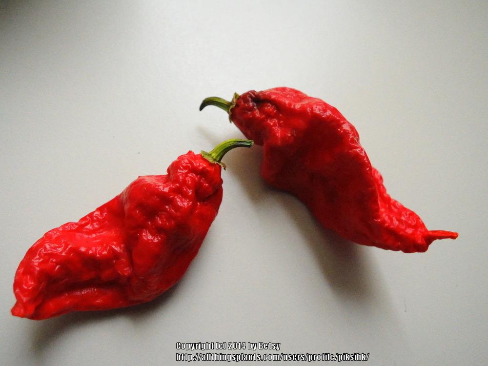 Photo of Ghost Pepper (Capsicum chinense) uploaded by piksihk