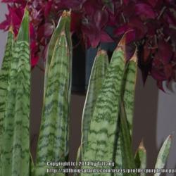 Location: Opp. AL
Date: 2013-01-11
SANSEVIERIA TRIFASCIATA, Leaf tips damaged by cold, about 38 F.