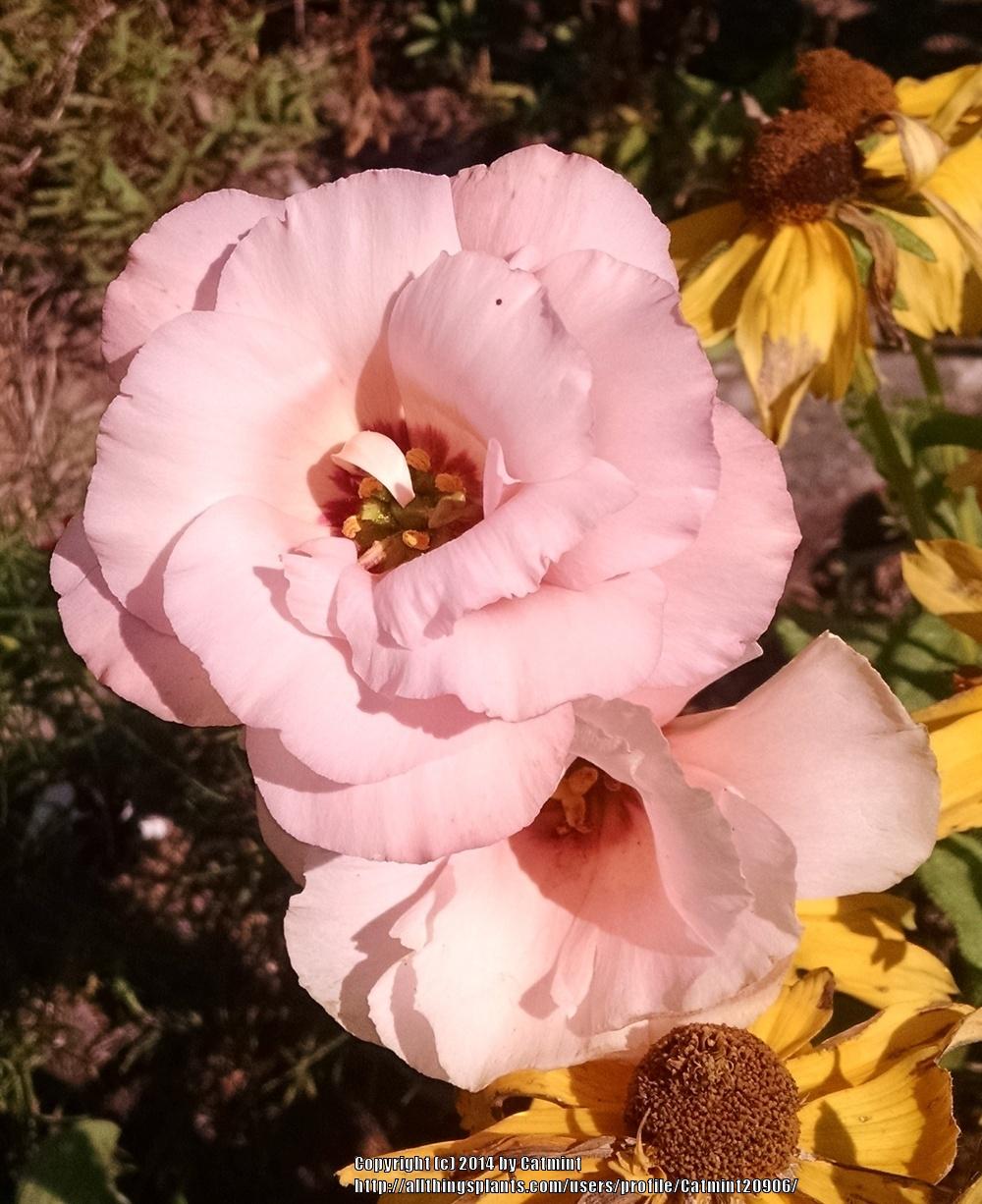 Photo of Texas Bluebell (Eustoma russellianum) uploaded by Catmint20906