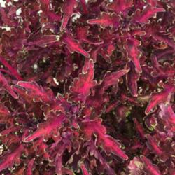 Location: Side of house, eastern exposure
Date: 9/1/14
Molten Coral is a spectacular coleus with bright red veins and el