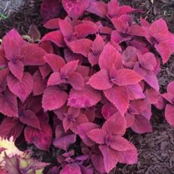 Location: Front shade garden
Date: 9/1/14
Red head coleus, strong grower