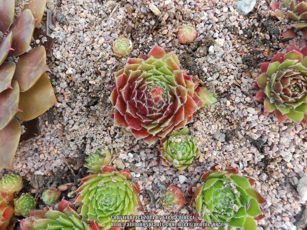 Photo of Hen and Chicks (Sempervivum 'Carnival') uploaded by gg5