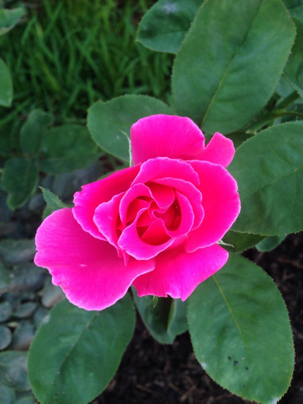 Photo of Rose (Rosa 'Perfume Delight') uploaded by mattmackay22