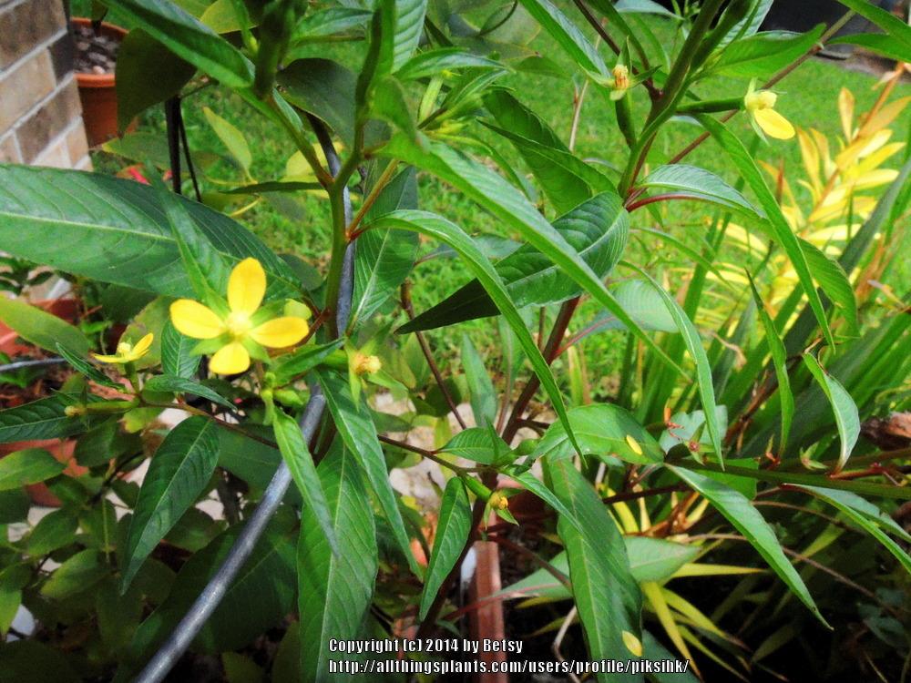 Photo of Seed Box (Ludwigia alternifolia) uploaded by piksihk
