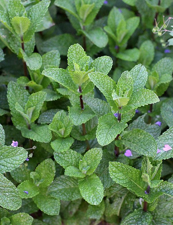Photo of Spearmint (Mentha spicata) uploaded by Calif_Sue
