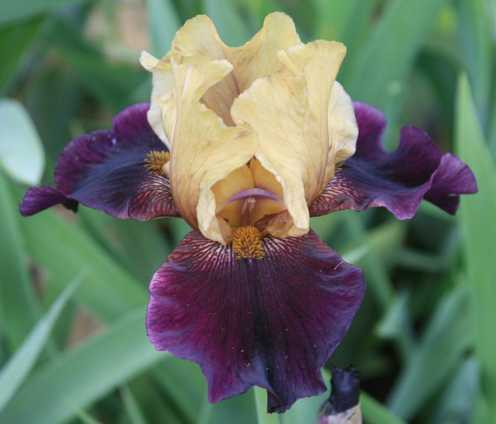 Photo of Tall Bearded Iris (Iris 'Villain') uploaded by Snork