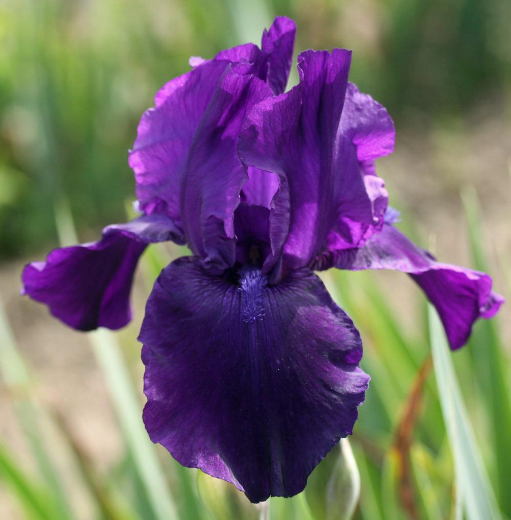 Photo of Tall Bearded Iris (Iris 'Study in Black') uploaded by Snork