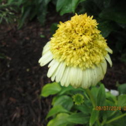 Location: Home coneflower garden...
Date: 2014-09-07
Lovely shape and color combo....
