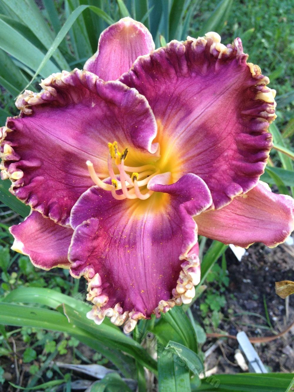Photo of Daylily (Hemerocallis 'Mineral Springs') uploaded by magnolialover