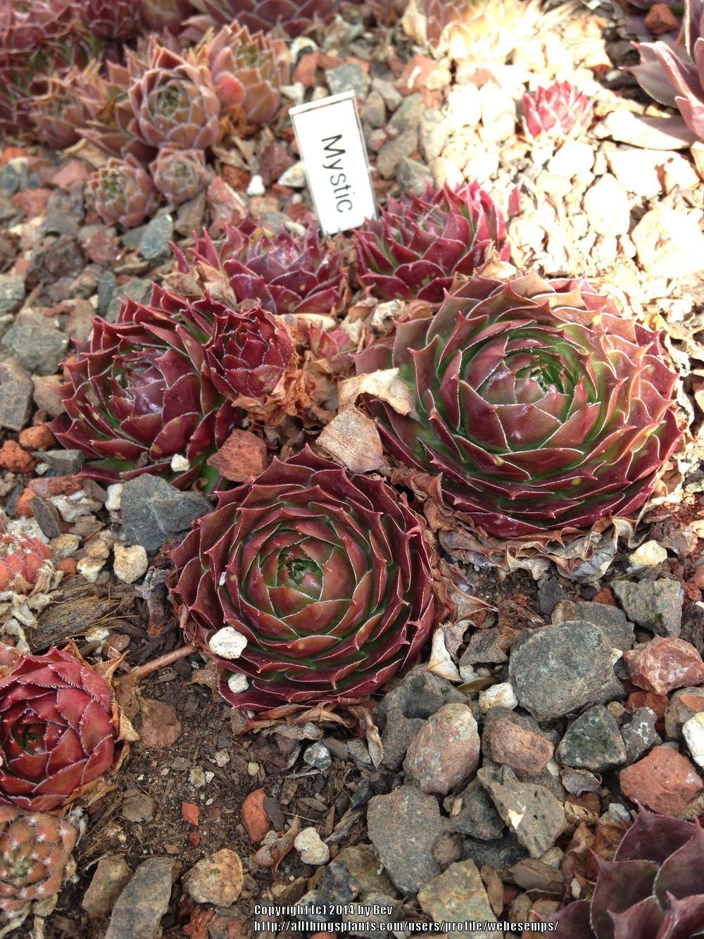 Photo of Hen and Chicks (Sempervivum 'Mystic') uploaded by webesemps