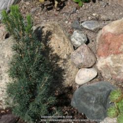 Location: My Garden
Date: 2014-09-08
The sempervivum on the right, in comparison. show how dwarf this 