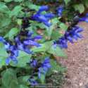 Salvias and Agastaches: Gardener's Delight