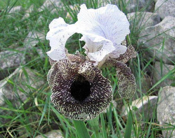 Photo of Species Iris (Iris bismarckiana) uploaded by Livy