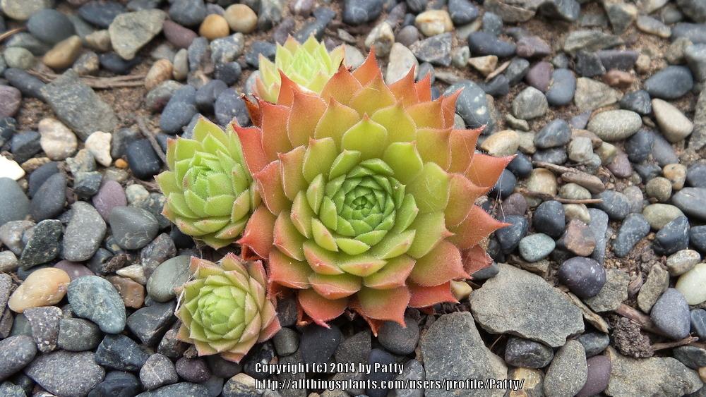 Photo of Hen and Chicks (Sempervivum 'Pacific Blazing Star') uploaded by Patty