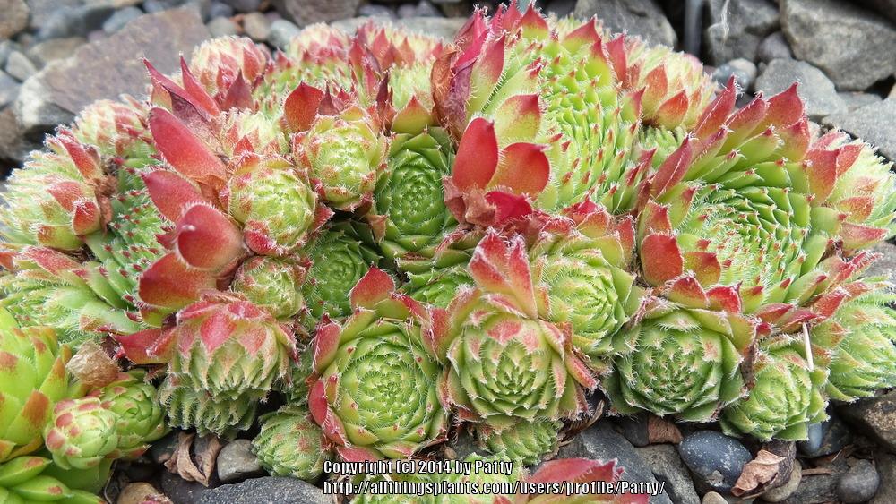 Photo of Hen and Chicks (Sempervivum 'Regal') uploaded by Patty