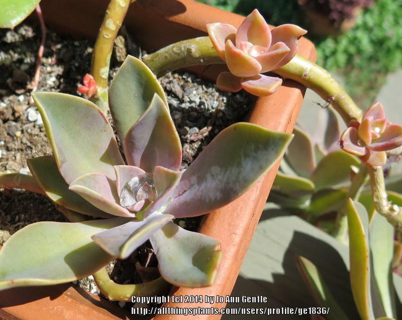 Photo of Graptoveria (XGraptoveria 'Fred Ives') uploaded by ge1836